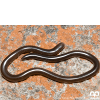 گونه مار کرمی‌شکل برهمایی Brahminy blindsnake